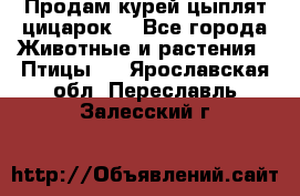 Продам курей цыплят,цицарок. - Все города Животные и растения » Птицы   . Ярославская обл.,Переславль-Залесский г.